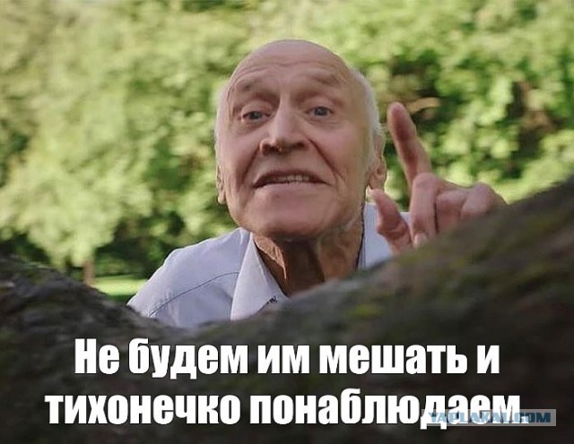 Погладь львицу!