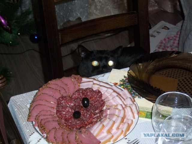 Котовторник 17.09.2013