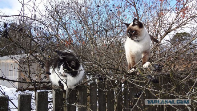 Котовторник 25.02.2014