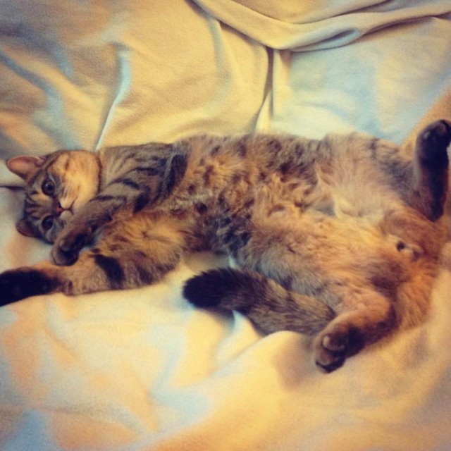 Котовторник 6.05.2014