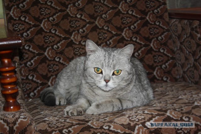 Котовторник 24.06.2014