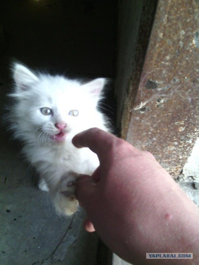 Котовторник 12.08.2014