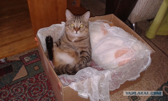 Котовторник 12.08.2014