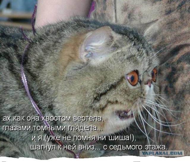 Вывел собаку погулять