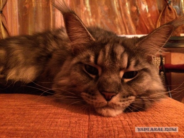 Котовторник 23.12.2014