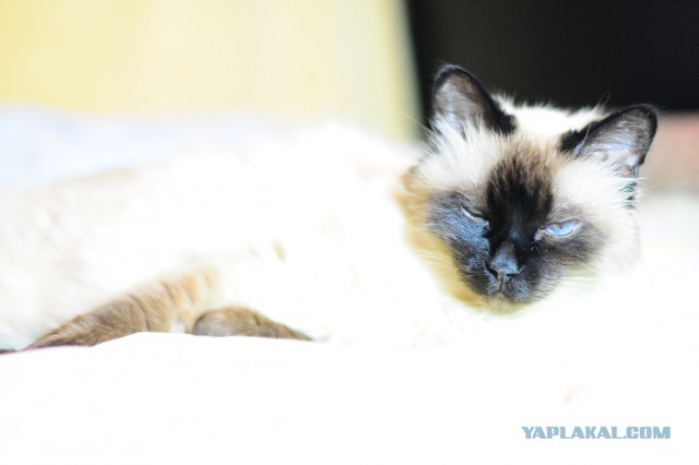 Моя любимая кошка