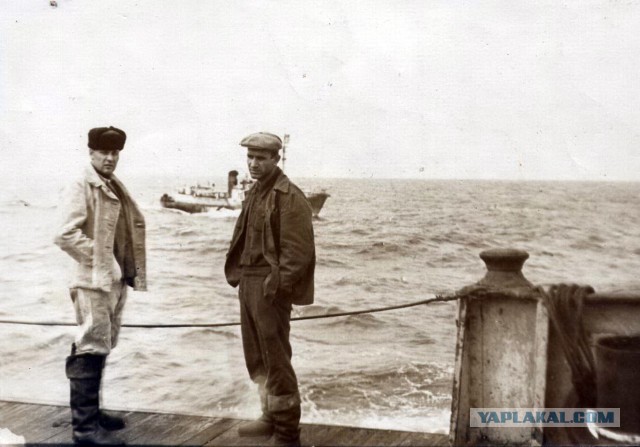 Охота на китов в СССР - фото 1965г.
