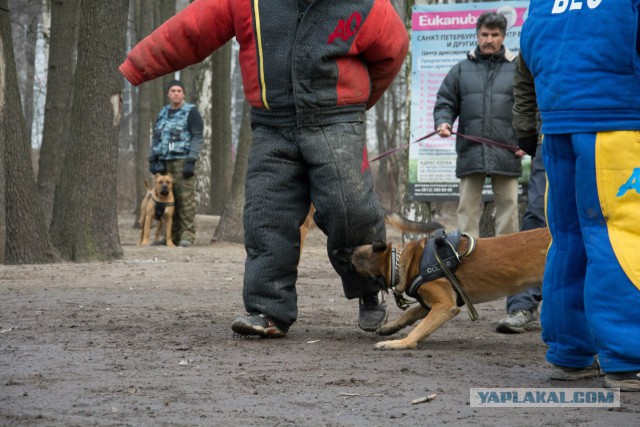 А вот моя домостройка