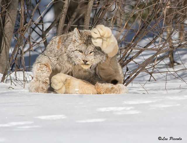 Такие разные кошки