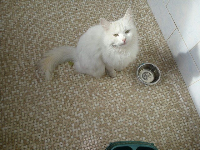 Котовторник