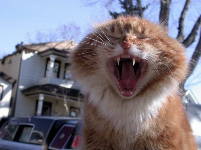 Котовторник на ЯПе (29.01)