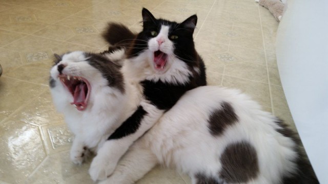 Коты из сети