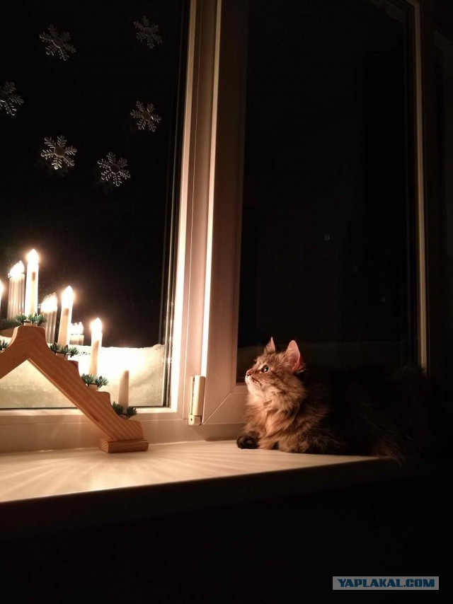 Котовторник 03.01.2017, первый в 2017!
