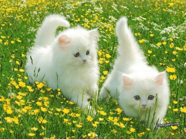 Коты и Кошки