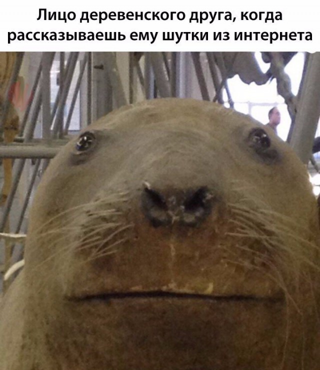 Подборка забавных животных