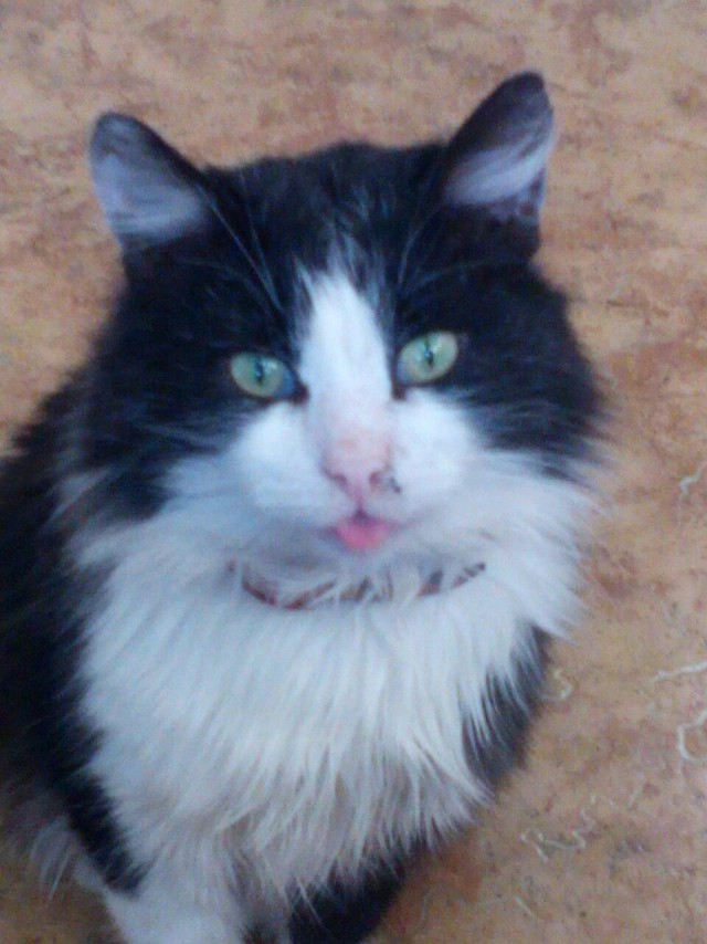 Коты и Кошки