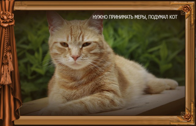 Сказка Репка диафильм (к котовторнику)