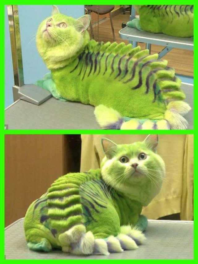 Коты и Кошки