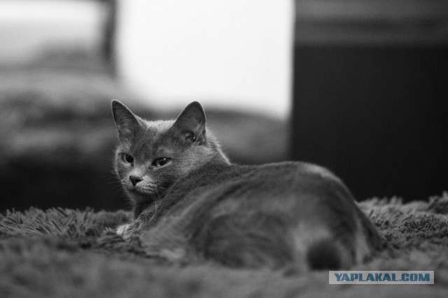 Котовторник  19.12.2017