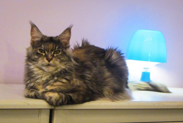 Котовторник!