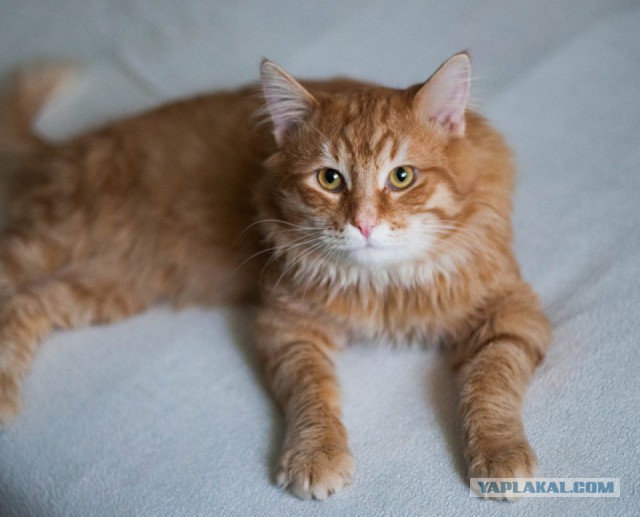 Котовторник 16.01.2018