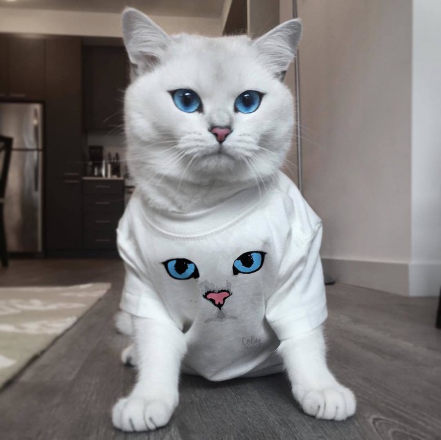 Фотобомбы котов