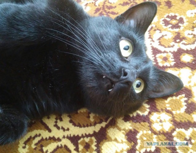 Котовторник 27.03.2018