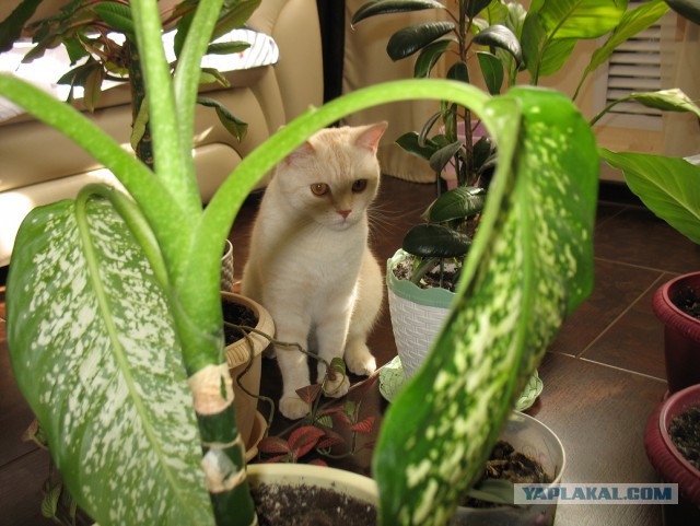 Котовторник 29.5.18