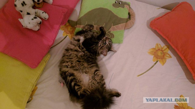 Котовторник 29.5.18