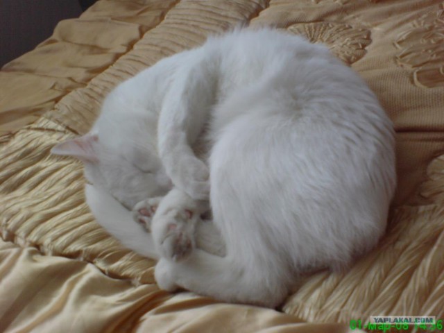 Котовторник на ЯПлакалъ (27.05.08), прикольные коты, добавляем свои!