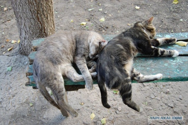 Котовторнику Да (09.12.08)