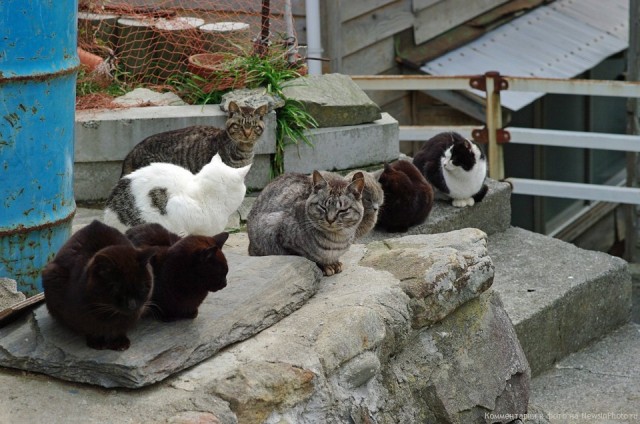 Остров кошек в Японии после цунами