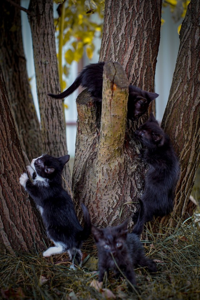 Прикольных котов пост