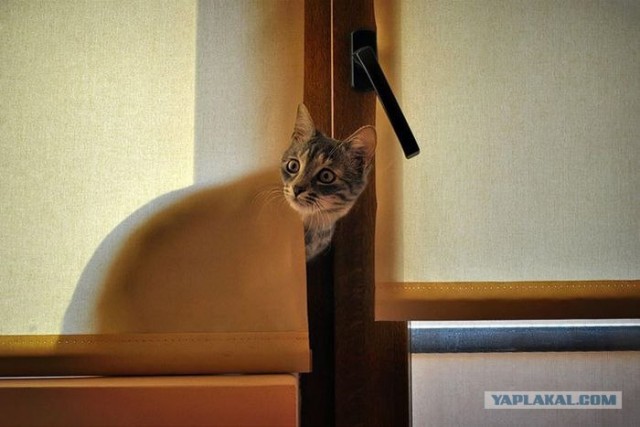 Котовторник объявляется открытым!