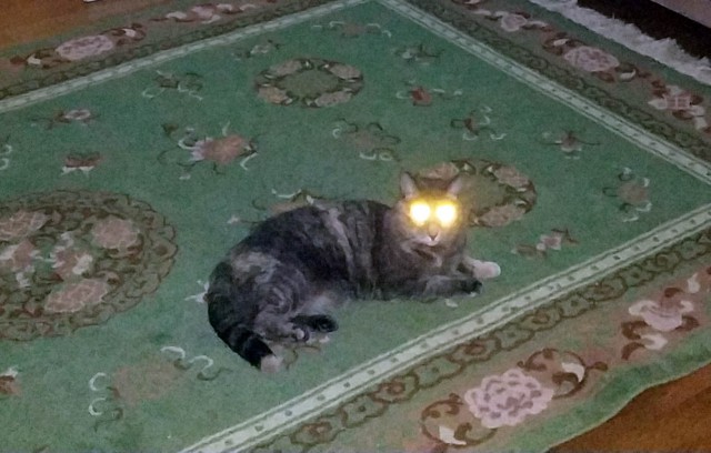 20 котов, у которых была всего секунда, чтобы прославиться. И они воспользовались ею сполна!
