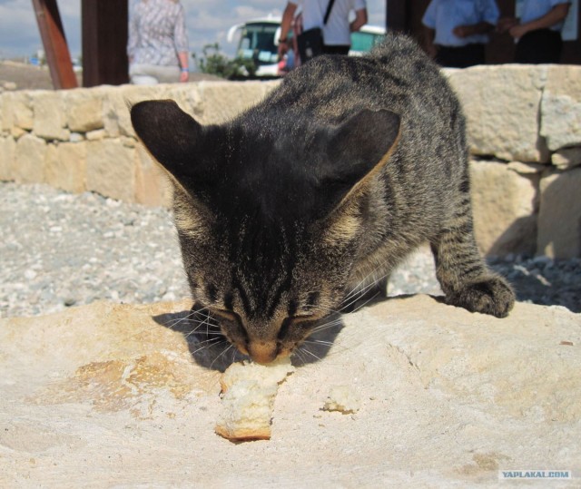 Котовторник! 08.11.11