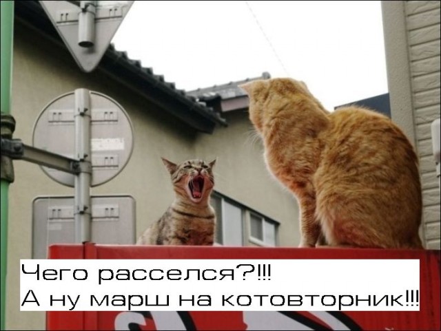 Котовторник 13.12.11 - магическе числа