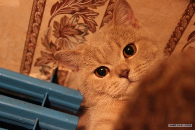 Котовторник (21.02.2012)