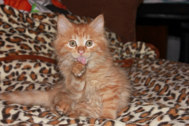 Котовторник 20.03.2012