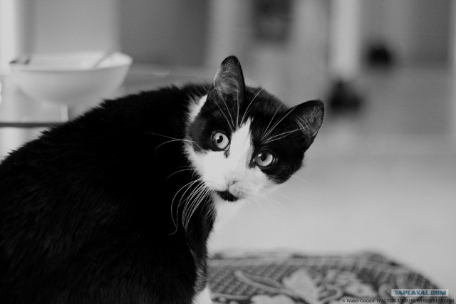 Котовторник 17.04.2012