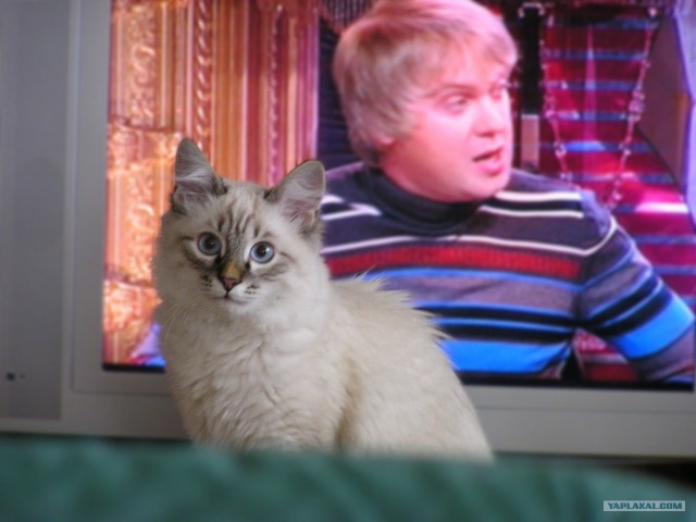 Котовторник  12. 06. 2012