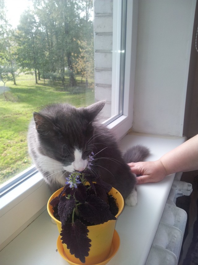 Котовторник 30.10.2012