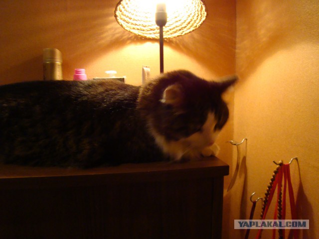 Котовторник 19.02.2019