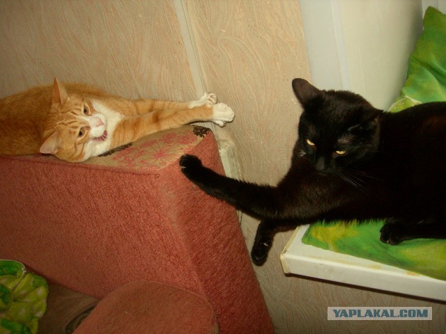 Котовторник 19.03.2019