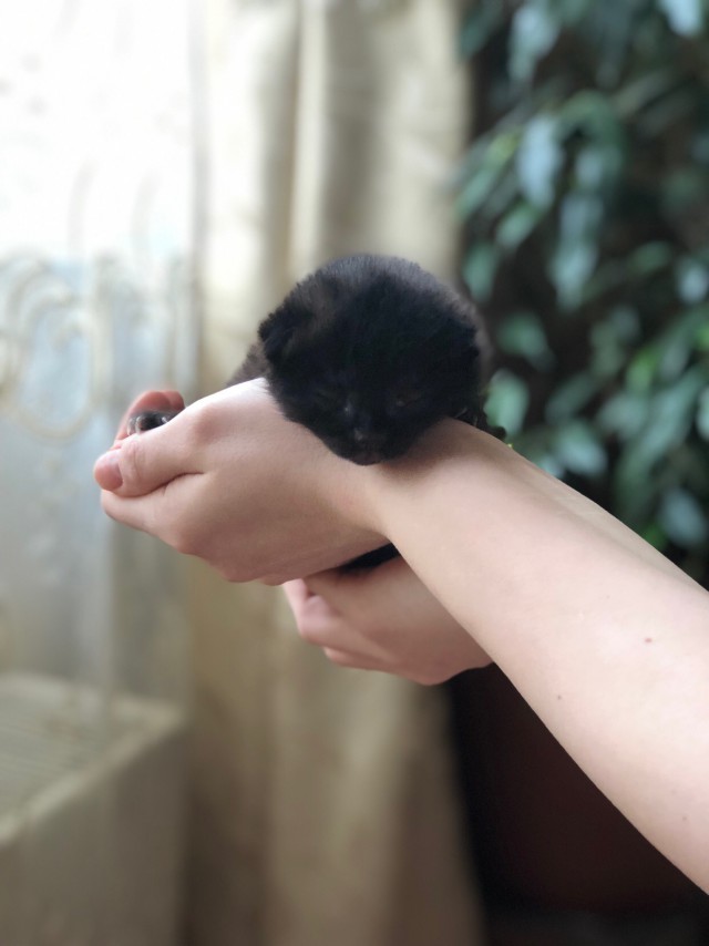 Забавные фото котеек