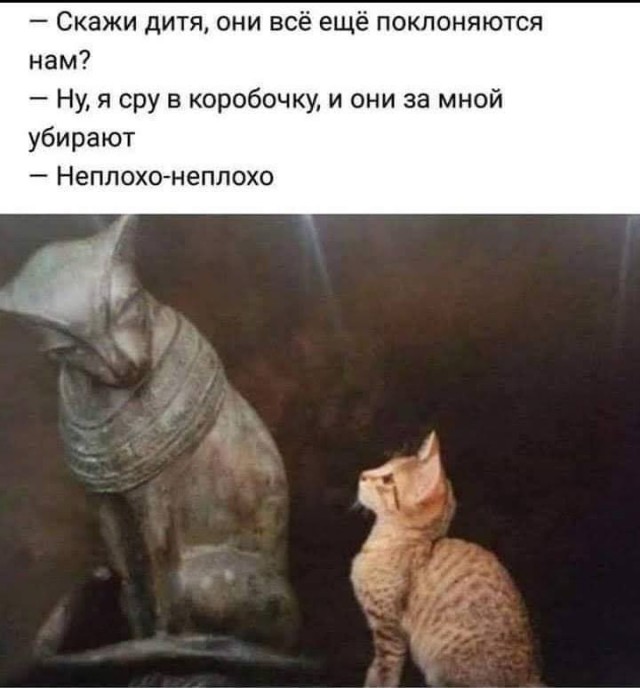 Картинки с котами и про котов