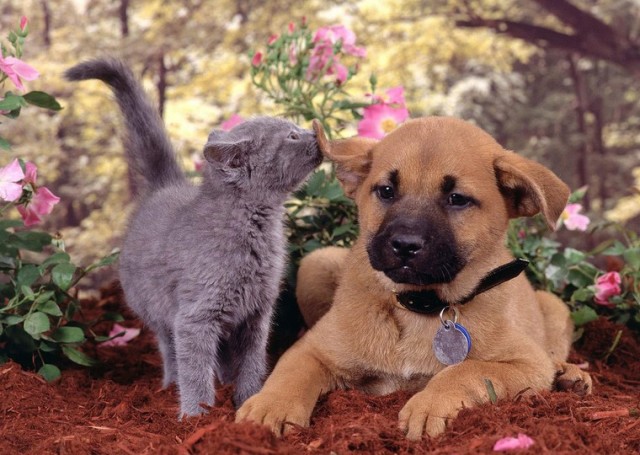 Уже не котовторник, но еще и не собакочетверг