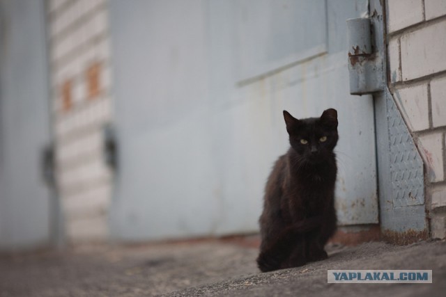 Странные фотки котеек