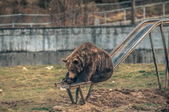 Итак, с долларом по 80 идем голосовать за путинскую Конституцию?