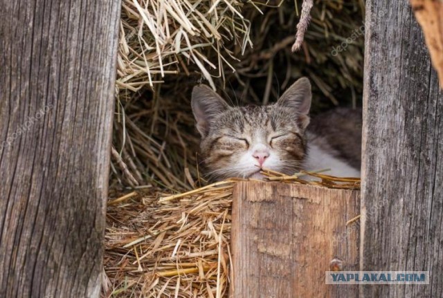 Задорные заборные котэ